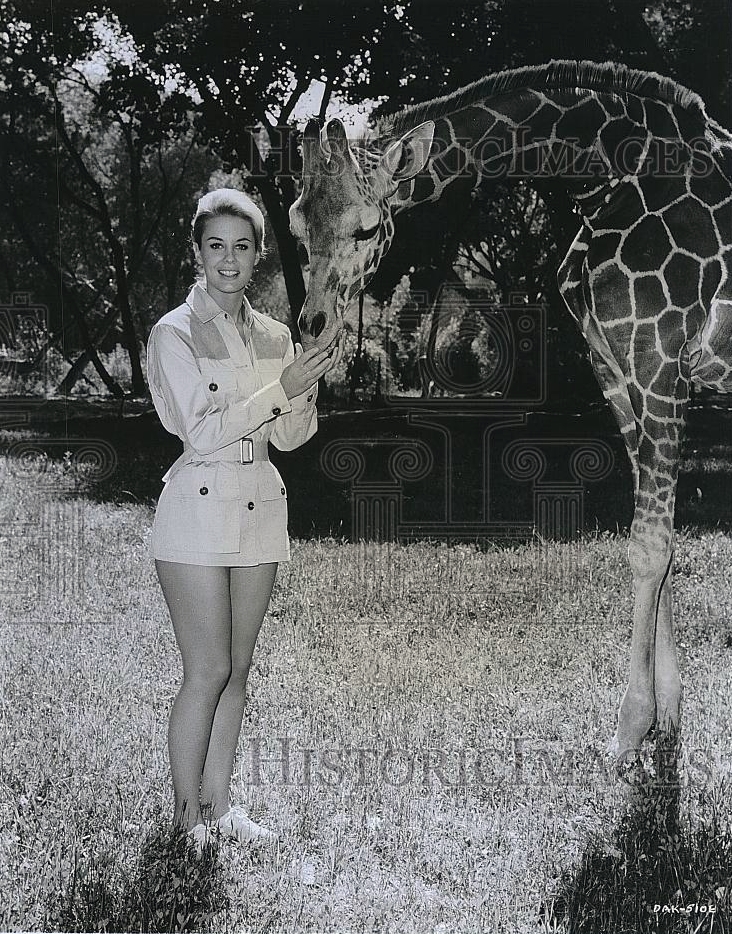 cheryl miller with giraffe daktari season four.