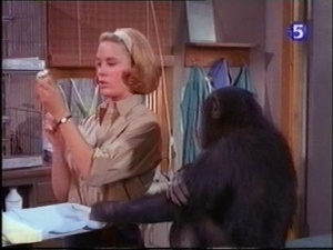 paula tracy preparing a hypo with judy the chimp on daktari